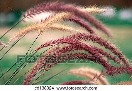 background, Close-up, country, day, detail View Large Photo Image Picture - background, Close-up, country, day, detail. Fotosearch