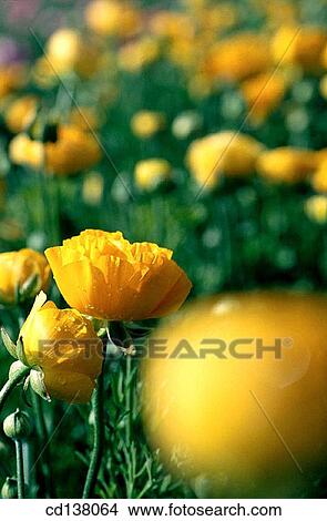 background, Close-up, country, day, detail View Large Photo Image Picture - background, Close-up, country, day, detail. Fotosearch