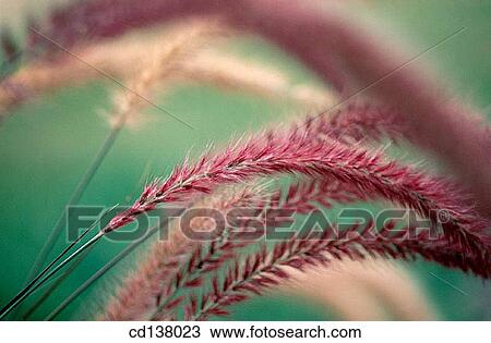 background, Close-up, country, day, detail View Large Photo Image Stock Image - background, Close-up, country, day, detail. Fotosearch