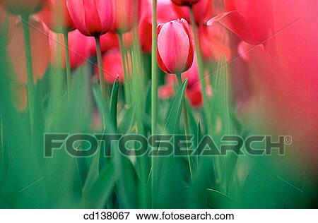 Stock Photo - background, Close-up, country, day, detail. Fotosearch