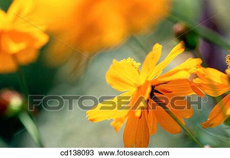 background, Close-up, day, delicate, detail View Large Photo Image Stock Image - background, Close-up, day, delicate, detail. Fotosearch