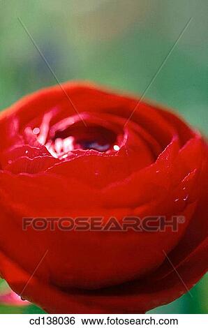 background, Close-up, day, delicate, detail View Large Photo Image Stock Photograph - background, Close-up, day, delicate, detail. Fotosearch