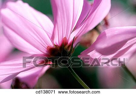 background, Close-up, delicate, detail, flower View Large Photo Image Stock Image - background, Close-up, delicate, detail, flower. Fotosearch
