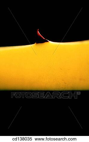 background, concept, Close-up, botany, abstract View Large Photo Image Stock Photography - background, concept, Close-up, botany, abstract. Fotosearch