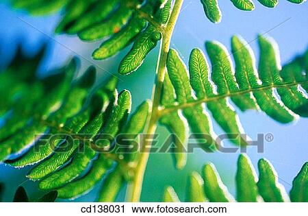 background, day, Close-up, branch, abstract View Large Photo Image Stock Image - background, day, Close-up, branch, abstract. Fotosearch