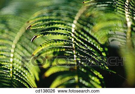 Stock Photograph - background, day, Close-up, branch, abstract. Fotosearch
