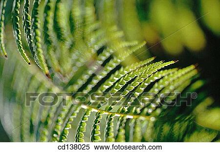background, day, Close-up, branch, abstract View Large Photo Image Stock Photography - background, day, Close-up, branch, abstract. Fotosearch