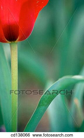 background, day, concept, Close-up, abstract View Large Photo Image Stock Photograph - background, day, concept, Close-up, abstract. Fotosearch