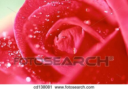 background, delicate, concept, Close-up, abstract View Large Photo Image Stock Image - background, delicate, concept, Close-up, abstract. Fotosearch