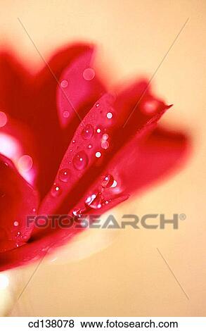 background, delicate, concept, Close-up, abstract View Large Photo Image Stock Photo - background, delicate, concept, Close-up, abstract. Fotosearch