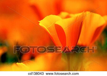 Stock Image - background, delicate, day, Close-up, abstract. Fotosearch