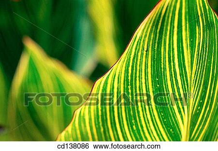 Stock Photograph - background, detail, Close-up, botany, abstract. Fotosearch