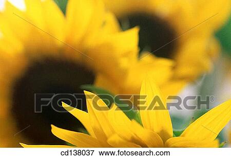 background, detail, day, Close-up, abstract View Large Photo Image Stock Photo - background, detail, day, Close-up, abstract. Fotosearch