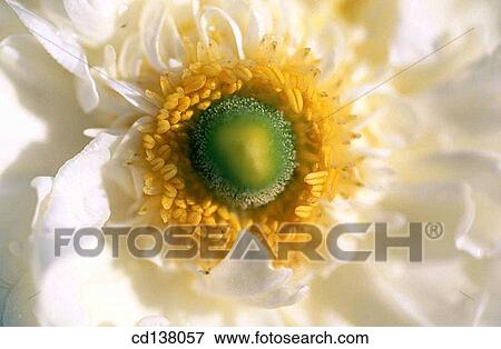 background, detail, day, Close-up, anther View Large Photo Image Stock Photo - background, detail, day, Close-up, anther. Fotosearch