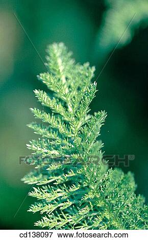 Stock Photo - background, detail, day, Close-up, abstract. Fotosearch