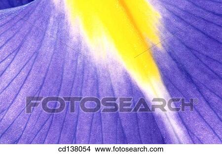 Picture - background, detail, delicate, Close-up, abstract. Fotosearch