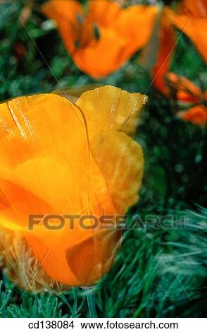 background, detail, delicate, Close-up, abstract View Large Photo Image Picture - background, detail, delicate, Close-up, abstract. Fotosearch