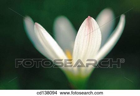 background, detail, delicate, Close-up, abstract View Large Photo Image Picture - background, detail, delicate, Close-up, abstract. Fotosearch
