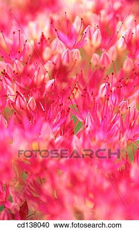 background, detail, delicate, Close-up, abstract View Large Photo Image Stock Image - background, detail, delicate, Close-up, abstract. Fotosearch