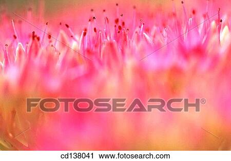 background, detail, delicate, Close-up, abstract View Large Photo Image Stock Image - background, detail, delicate, Close-up, abstract. Fotosearch