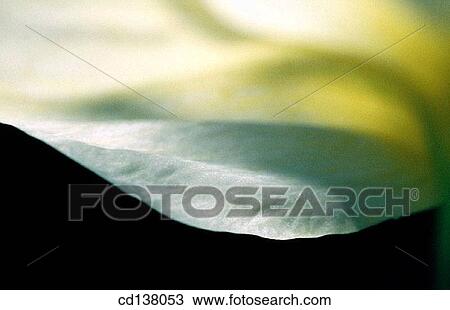 Stock Image - background, detail, delicate, Close-up, abstract. Fotosearch