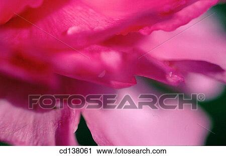 background, detail, delicate, Close-up, abstract View Large Photo Image Stock Image - background, detail, delicate, Close-up, abstract. Fotosearch