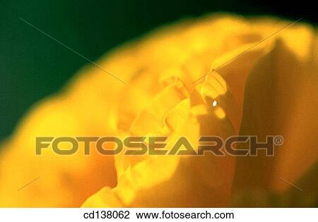 background, detail, delicate, Close-up, abstract View Large Photo Image Stock Image - background, detail, delicate, Close-up, abstract. Fotosearch