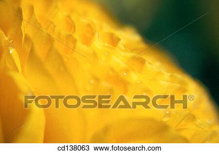 background, detail, delicate, Close-up, abstract View Large Photo Image Stock Image - background, detail, delicate, Close-up, abstract. Fotosearch