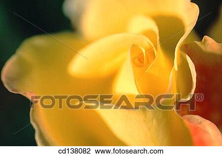 background, detail, delicate, Close-up, abstract View Large Photo Image Stock Image - background, detail, delicate, Close-up, abstract. Fotosearch