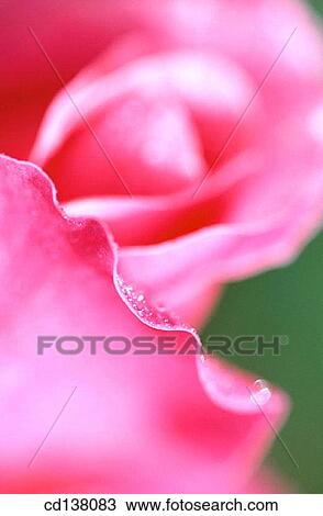 Stock Image - background, detail, delicate, Close-up, abstract. Fotosearch