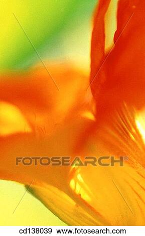 background, detail, delicate, Close-up, abstract View Large Photo Image Stock Photo - background, detail, delicate, Close-up, abstract. Fotosearch