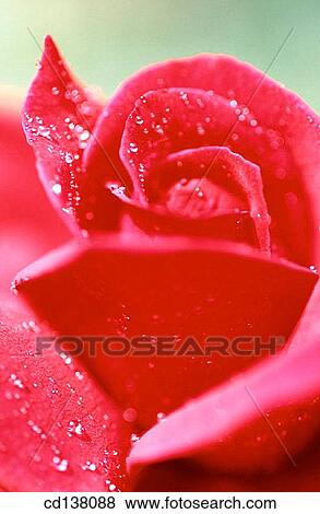 background, detail, delicate, Close-up, abstract View Large Photo Image Stock Photo - background, detail, delicate, Close-up, abstract. Fotosearch