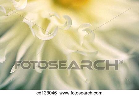 background, detail, delicate, Close-up, abstract View Large Photo Image Stock Photograph - background, detail, delicate, Close-up, abstract. Fotosearch