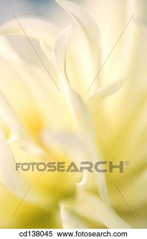 Stock Photography - background, detail, delicate, Close-up, abstract. Fotosearch