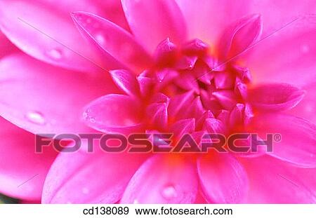 Stock Photo - background, dew, detail, Close-up, abstract. Fotosearch