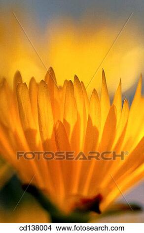 background, flower, detail, Close-up, abstract View Large Photo Image Picture - background, flower, detail, Close-up, abstract. Fotosearch