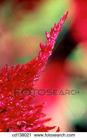 Stock Image - background, flower, detail, Close-up, abstract. Fotosearch
