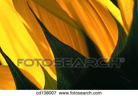 background, flower, detail, Close-up, abstract View Large Photo Image Stock Photo - background, flower, detail, Close-up, abstract. Fotosearch