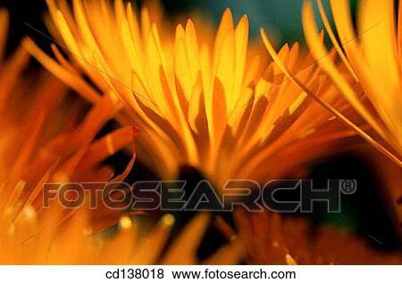 Stock Photo - background, flower, detail, Close-up, abstract. Fotosearch
