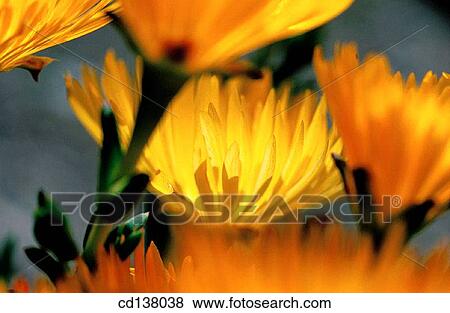 background, flower, detail, Close-up, abstract View Large Photo Image Stock Photo - background, flower, detail, Close-up, abstract. Fotosearch