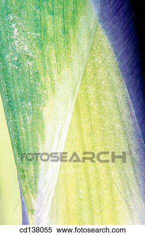 background, flower, detail, Close-up, abstract View Large Photo Image Stock Photography - background, flower, detail, Close-up, abstract. Fotosearch
