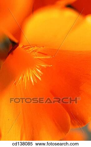 background, flower, detail, Close-up, abstract View Large Photo Image Stock Photography - background, flower, detail, Close-up, abstract. Fotosearch