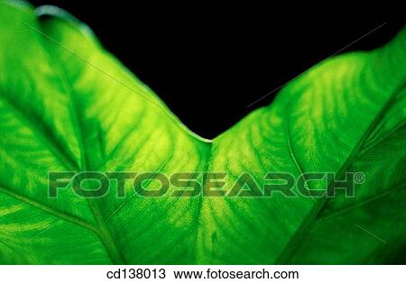 background, green, detail, Close-up, abstract View Large Photo Image Stock Image - background, green, detail, Close-up, abstract. Fotosearch
