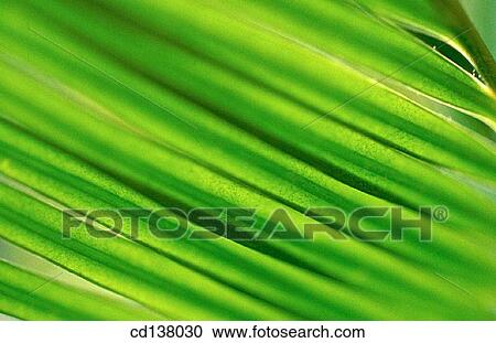 Stock Image - background, green, detail, Close-up, abstract. Fotosearch