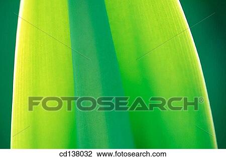 Stock Image - background, green, detail, Close-up, abstract. Fotosearch