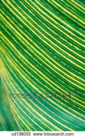 background, green, detail, Close-up, abstract View Large Photo Image Stock Image - background, green, detail, Close-up, abstract. Fotosearch