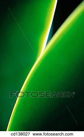 background, green, detail, Close-up, abstract View Large Photo Image Stock Photo - background, green, detail, Close-up, abstract. Fotosearch