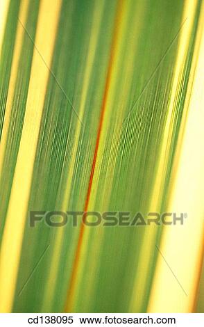 background, green, detail, Close-up, abstract View Large Photo Image Stock Photography - background, green, detail, Close-up, abstract. Fotosearch