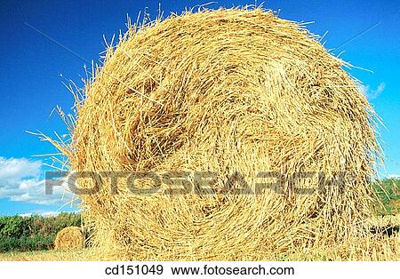 bale, crop, country, cereals, agriculture View Large Photo Image Stock Photo - bale, crop, country, cereals, agriculture. Fotosearch