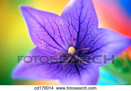 Balloon flower (Platycodon grandiflorum) View Large Photo Image Picture - Balloon flower (Platycodon grandiflorum). Fotosearch